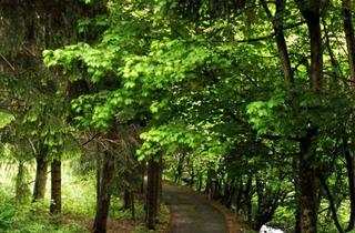 Immobilie mieten in Kleine Oker 26, 38707 Altenau, Großartiges Apartment in Altenau/ Harz