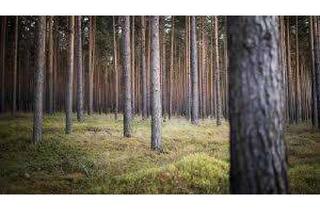 Grundstück zu kaufen in Werbig Flur 4, Flurstücke 71, 72, 73, 74, Flur 8, Flurstücke 136, 177, 14806 Bad Belzig, Sechs Waldgrundstücke in Bad Belzig