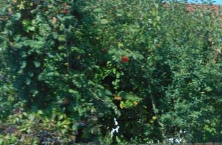 Grundstück zu kaufen in 84371 Triftern, Leben auf dem Land