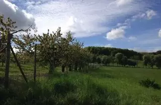 Grundstück zu kaufen in Im Olligsiefen, 53343 Wachtberg, Schönes 698 m2 großes Südgrundstück in Wachtberg-Niederbachem zu verkaufen. Keine Makler!