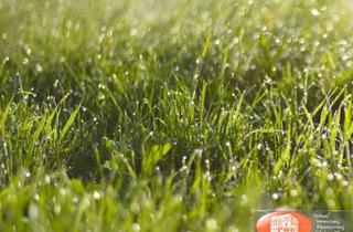 Gewerbeimmobilie kaufen in 48268 Greven, Teilbares Gewerbe-Grdst. mit bis zu 11.500 m²