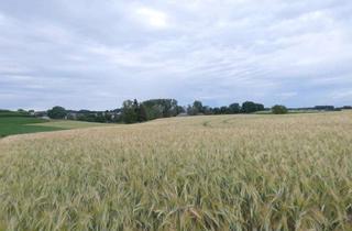 Grundstück zu kaufen in 86567 Hilgertshausen-Tandern, Gemeinde Hilgertshausen-Tandern 2 Landwirtschaftliche Grundstücke arrondiert, Ortsrandlage
