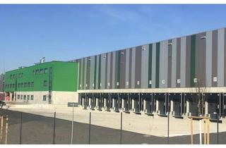 Gewerbeimmobilie mieten in 48488 Emsbüren, "BAUMÜLLER & CO." - ca. 50.000 m² - Neubau Hallenfläche mit ebenerdiger und Rampenandienung !