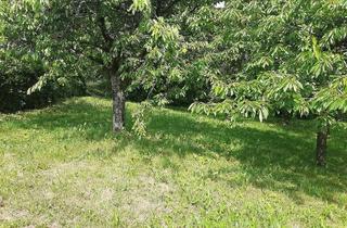 Grundstück zu kaufen in 69436 Schönbrunn, Vielseitig nutzbares Baugrundstück