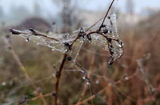Grundstück zu kaufen in 39221 Welsleben, Ihr wunderschönes Traumgrundstück für ein Doppelhaus in der Nähe von Magdeburg!