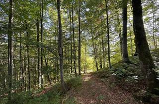 Grundstück zu kaufen in Am Altweg, 83708 Kreuth, Waldgrundstück „am Kogel“ mit teilw. 120 Jahre altem Bestand