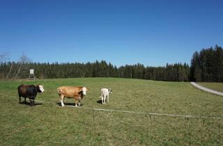 Gewerbeimmobilie kaufen in 82435 Bad Bayersoien, Sehr Beachtlich! Beeindruckendes, Landwirtschaftliches Grundstück in TOP Lage