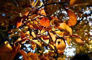 Grundstück zu kaufen in 16321 Bernau, LINDEN IMMOBILIEN - ruhiges Baugrundstück in Bernau