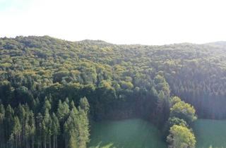 Gewerbeimmobilie kaufen in 91241 Kirchensittenbach, Waldstück mit 90% Buchenanteil bei Kirchensittenbach