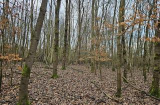 Gewerbeimmobilie kaufen in 58093 Lennetal, Großes Land zum kleinen Preis