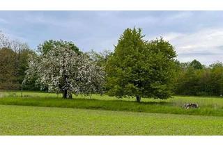 Grundstück zu kaufen in 77839 Lichtenau, Abrissgrundstück - Viel Potential und zahlreiche Nutzungsoptionen