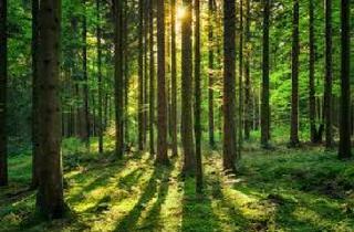 Grundstück zu kaufen in 93336 Altmannstein, Waldgrundstück Altmannstein