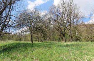 Grundstück zu kaufen in 74847 Obrigheim, Baugrundstück in Obrigheim-Mörtelstein!