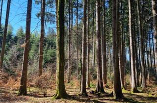 Grundstück zu kaufen in 82319 Starnberg, VERKAUF: Schönes Waldstück zwischen Landstetten und Perchting