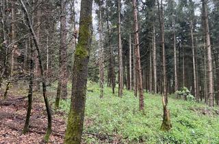 Gewerbeimmobilie kaufen in Großgründlinger Holz, 85405 Nandlstadt, 7,9 ha Mischwaldfläche - langjähriger Baumbestand