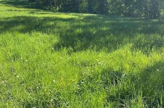 Gewerbeimmobilie kaufen in 99831 Creuzburg, 1,8 Hektar landwirtschaftliche Fläche und Wald im Wartburgkreis zu verkaufen!