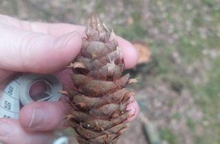 Grundstück zu kaufen in 07950 Zeulenroda-Triebes, !! Duglasien - Küstentannen - Forst / Wald zu verkaufen - Grundstück und Anfahrt eben !!