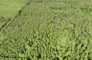 Grundstück zu kaufen in 15907 Lübben, 1,5 ha Spreewald bei Lübben - Biosphärenreservat
