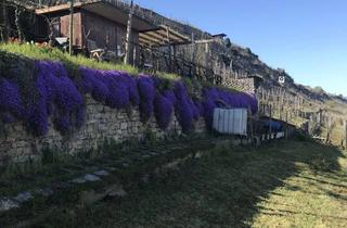 Grundstück zu kaufen in Am Seeloch, 74348 Lauffen, Wochenendgrundstück mit Aussicht inkl. Haus und Weinberg