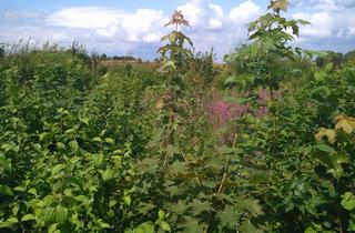Grundstück zu kaufen in 47495 Rheinberg, Ruhiges Baugrundstück für eine DHH