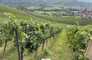 Anlageobjekt in 71384 Weinstadt, Weinberg in Weinstadt