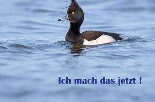 Wohnung kaufen in 21354 Bleckede, Wohnen im Herzen den Löwenstadt Bleckede