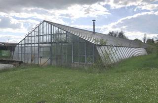 Gewerbeimmobilie mieten in 74912 Kirchardt, Verschiedene Gewächshäuser und Grünflächen !