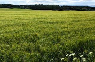 Gewerbeimmobilie kaufen in 98693 Ilmenau, **Ackerland mit Weitblick und Entwicklungspotenzial**