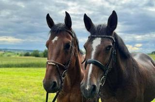 Immobilie kaufen in 26969 Butjadingen, Exklusives Wohnen mit Pferden in bester Alleinlage