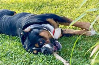 Haus kaufen in 04720 Großweitzschen, viel Land, unverbaubarer Blick, schönes Haus