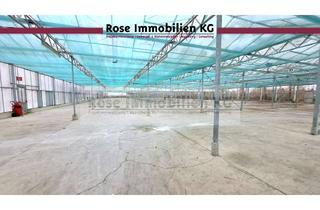 Gewerbeimmobilie mieten in 32369 Rahden, ROSE IMMOBILIEN KG: Kaltlager, Gewächshaus in Rahden zu vermieten!
