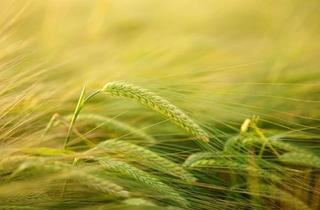 Gewerbeimmobilie kaufen in 31606 Warmsen, Ackerland in der Gemarkung Bohnhorst