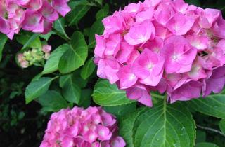 Wohnung kaufen in 63225 Langen, Langen, schöne, sonnige 3-Zimmerwohnung mit Terrasse und Garten