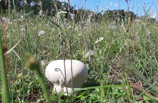 Grundstück zu kaufen in 15848 Friedland, Zuhause ist kein Ort - es ist ein Gefühl | 25 Baugrundstücke in ruhigem Wohnquartier