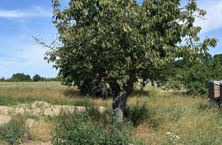Doppelhaushälfte kaufen in 14797 Kloster Lehnin, Schlüsselfertige Doppelhaushälfte in Kloster Lehnin
