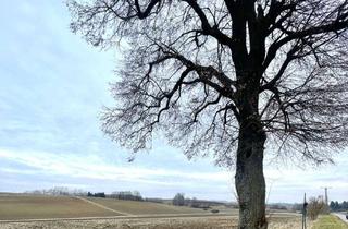 Immobilie kaufen in 85104 Pförring, Ackerfläche der Gemarkung Pförring