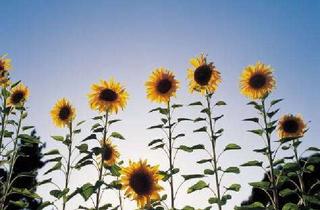 Grundstück zu kaufen in 40721 Hilden, Großes Baugrundstück zur MFH-Bebauung!