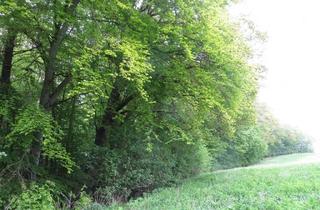 Gewerbeimmobilie kaufen in 06343 Mansfeld, 2,6705 ha Waldfläche in der Gemarkung Piskaborn; Mindestgebot: 49.700 €;Einzelheiten siehe Exposee!