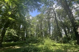 Grundstück zu kaufen in 04821 Brandis, Traumhaftes Grundstück mit Baugenehmigung in Waldsteinberg
