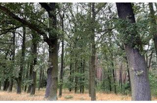 Gewerbeimmobilie kaufen in 03130 Felixsee, Guter Wald bei Klein Loitz