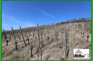 Grundstück zu kaufen in 75417 Mühlacker, Traum vom eigenen Wein – Weinberg in bester Südhanglage! ??