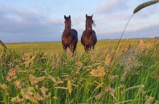 Bauernhaus kaufen in Aussiedlungshof 11, 25938 Midlum, Idyllischer ehem. Bauernhof mit toller Gartengestaltung *3 Ferienwohnungen *Pferdestallanlage*Gastro