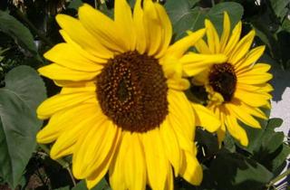 Grundstück zu kaufen in 93152 Nittendorf, Kleines Grundstück ruhige Lage in Undorf für ein Tinyhaus