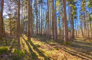 Immobilie kaufen in Kirchbichl Fl. /, 83646 Bad Tölz, WERDEN SIE WALDBESITZER - PRIVATWALD MIT BACHLAUF UND TEICH