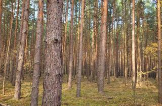 Gewerbeimmobilie kaufen in 14913 Niedergörsdorf, 11 ha Forstbesitz Südlich Berlin bei Jüterbog