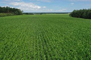 Gewerbeimmobilie kaufen in 29413 Wallstawe, 36,7 ha Grundbesitz in einem Flurstück bei Rohrberg