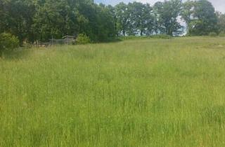 Grundstück zu kaufen in 64732 Bad König, Wunderschönes, großflächiges Wiesengrundstück