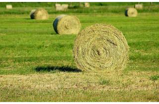 Grundstück zu kaufen in 82229 Seefeld, Grünland 14.000 m² - provisionsfrei
