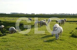 Gewerbeimmobilie kaufen in 25348 Glückstadt, Einmalige Gelegenheit: Traumhaftes Hotelgrundstück direkt hinter dem Deich in Glückstadt