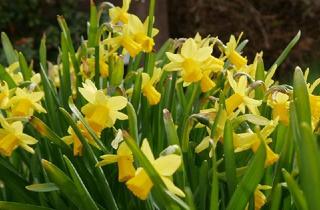 Haus kaufen in 68647 Biblis, ZFH - Kapitalanlage - Mehrgenerationenhaus - Metropolregion - Nah am Vater Rhein - beste Wohnlage